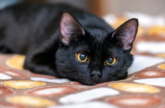 This is a picture of a black cat